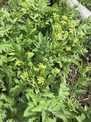 Osmorhiza occidentalis