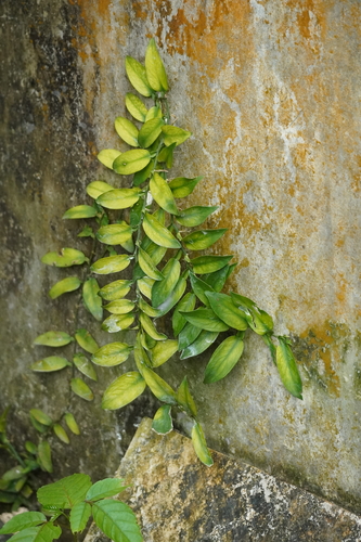 Climbing Aroid