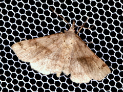 Phalaenostola eumelusalis