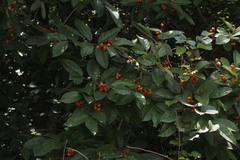 Bunchosia lanceolata