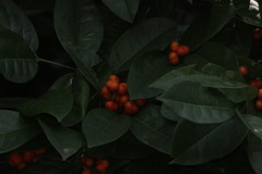 Bunchosia lanceolata