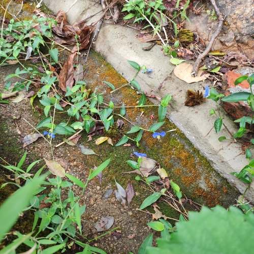 Asiatic dayflower