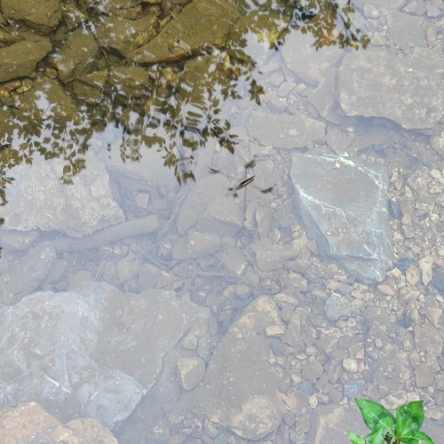 Giant Water Strider
