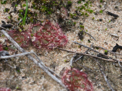 Image of Drosera zonaria by (c) Hugo Innes, some rights reserved (CC BY)