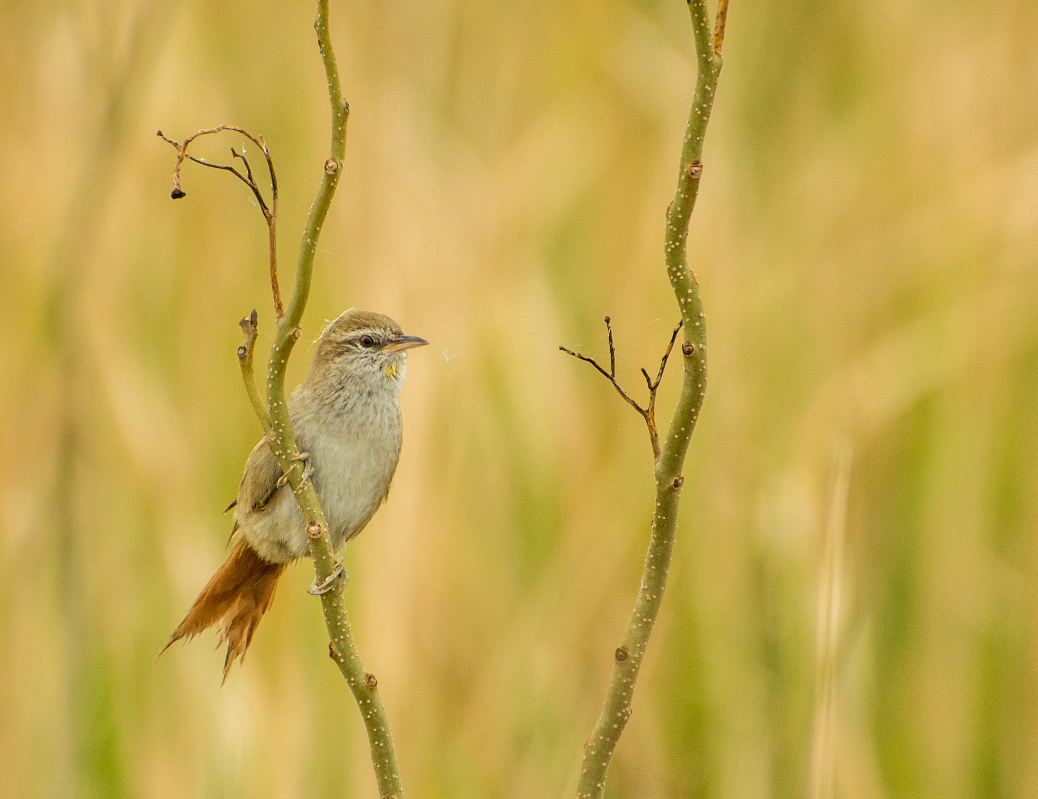 Sulphur-bearded Reedhaunter illustration
