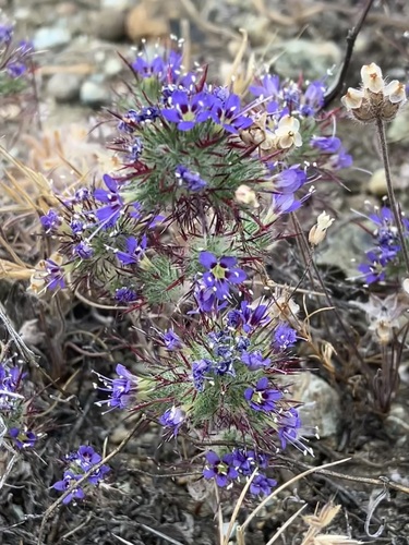 Image of Navarretia jepsonii by no rights reserved