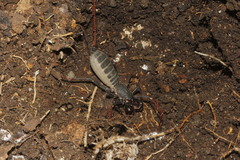 Mastigoproctus