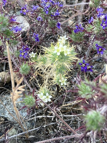Jepson's navarretia (Navarretia jepsonii)