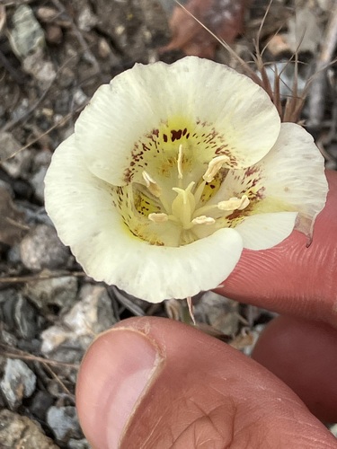 Image of Calochortus superbus by no rights reserved