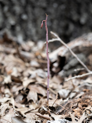Image of Bletia nitida by (c) Turner Brockman, some rights reserved (CC BY-SA)