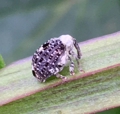 Cionus scrophulariae