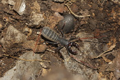 Mastigoproctus