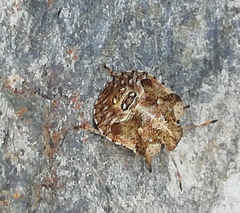 Dyroderes umbraculatus