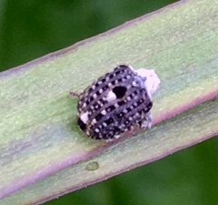 Cionus scrophulariae