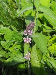 Stachys balansae