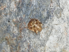 Dyroderes umbraculatus
