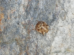 Dyroderes umbraculatus