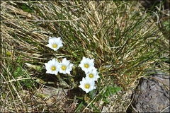 Gentiana aquatica pseudoaquatica