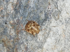 Dyroderes umbraculatus