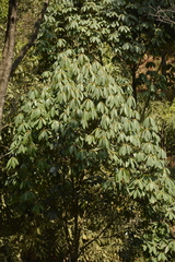Actinodaphne tadulingamii