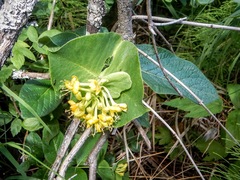 Lonicera hirsuta