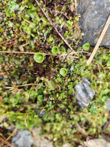 Image of Corybas iridescens by (c) Archie, some rights reserved (CC BY)