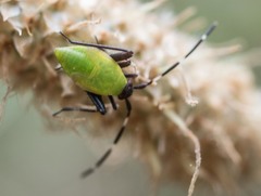 Adelphocoris vandalicus