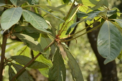 Actinodaphne tadulingamii