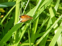 Phyciodes cocyta selenis