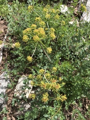 Lomatium dissectum