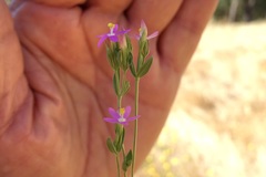 Zeltnera muehlenbergii