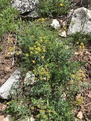 Lomatium dissectum