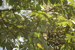 Actinodaphne tadulingamii