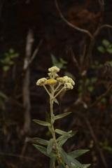 Helichrysum buddleioides