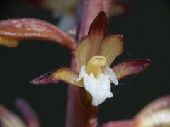 Corallorhiza maculata maculata