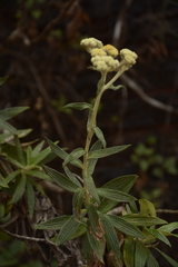 Helichrysum buddleioides