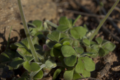 Oxalis pes-caprae sericea