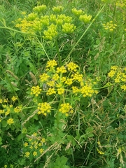 Pastinaca