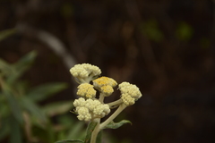 Helichrysum buddleioides