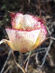 Calochortus fimbriatus