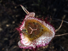Calochortus fimbriatus