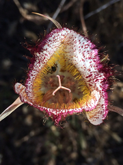 Calochortus fimbriatus