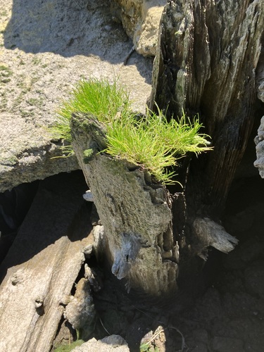 Image of Lilaeopsis occidentalis by no rights reserved
