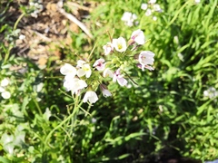Diplotaxis erucoides