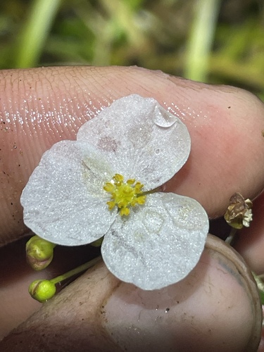 Image of Sagittaria graminea by (c) Sam Turner, some rights reserved (CC BY)