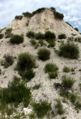 Artemisia salsoloides