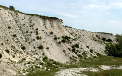 Artemisia salsoloides