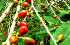 Erythroxylum coca