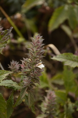 Lepidagathis cuspidata