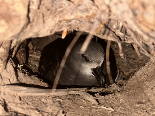 Grey-faced Petrel (Pterodroma gouldi), photo 10